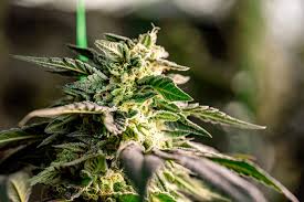 Discovering the Best Cannabis Seeds Montana Has to Offer