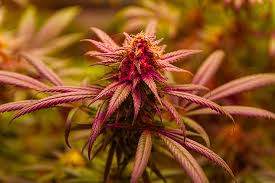 Discovering the Best Cannabis Seeds Montana Has to Offer